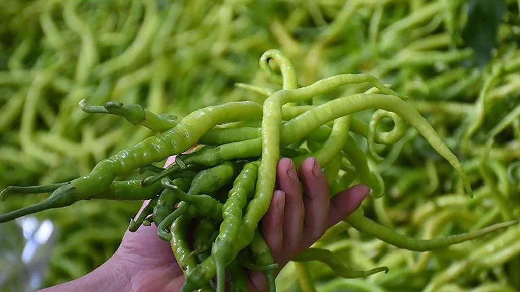 Türkiye’ye zarar veriyorlar, pestisitli ürünler sınırdan dönüyor