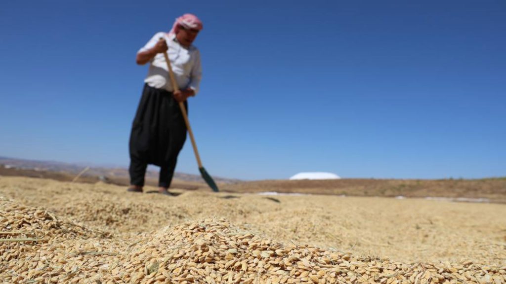 Yapılan masrafa değdi; yüzde 100 rekolte artışı
