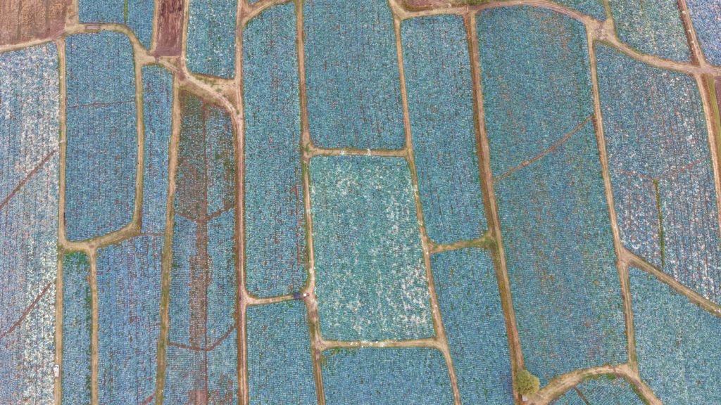 Muş Ovası’nda lahana bereketi: 150 milyon liralık ekonomik katkı bekleniyor