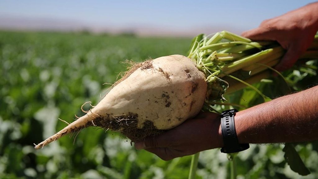 Şeker pancarı alım fiyatı belli oldu