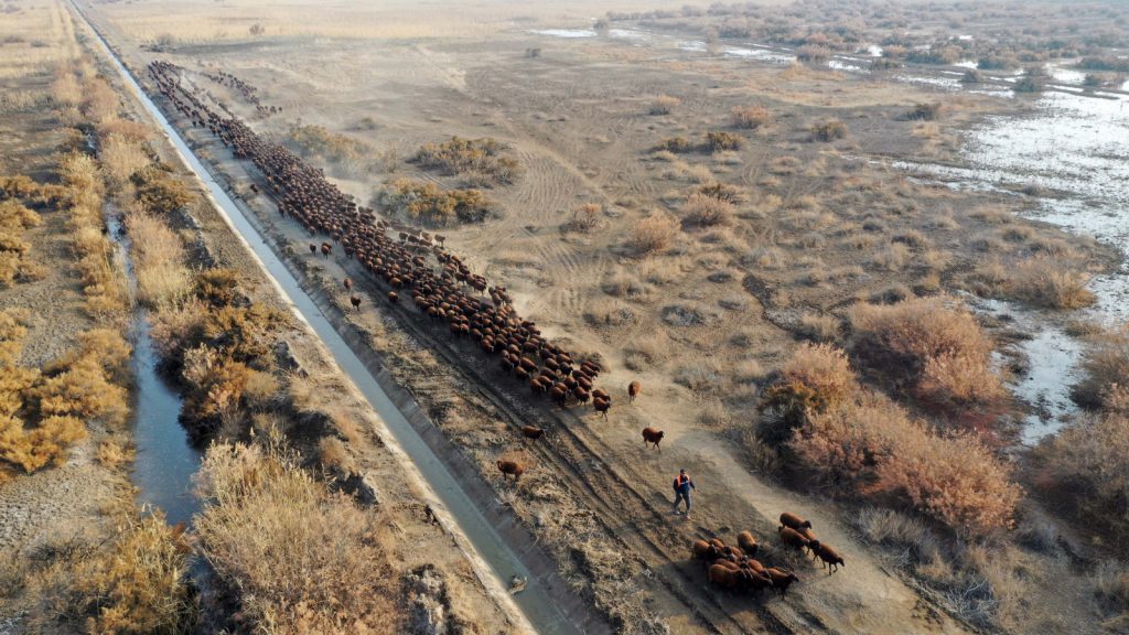 Ağrı Dağı çevresindeki otlaklarda yetiştiriliyor, damızlık olarak dağıtılıyor