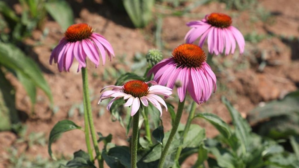 Eskişehir toprağında servet yetişiyor: Kilosu bin TL, faydası kökünde gizli