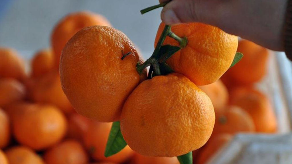 Kasım ayında Mandalinada fiyat farkı tam yüzde 392!