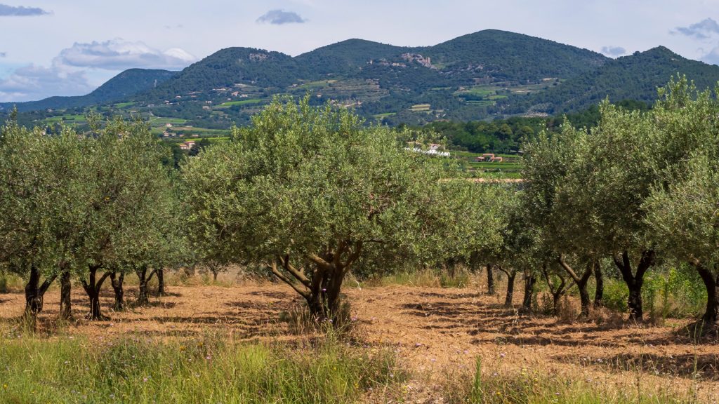 Nadir türler keşfediliyor! İşte Anadolu’nun Zeytin Atlası