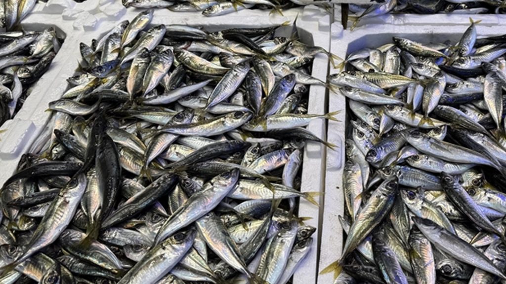 Tezgahlar balıkla doldu taştı! Hamsi ve istavritin kilo fiyatı şaşırttı