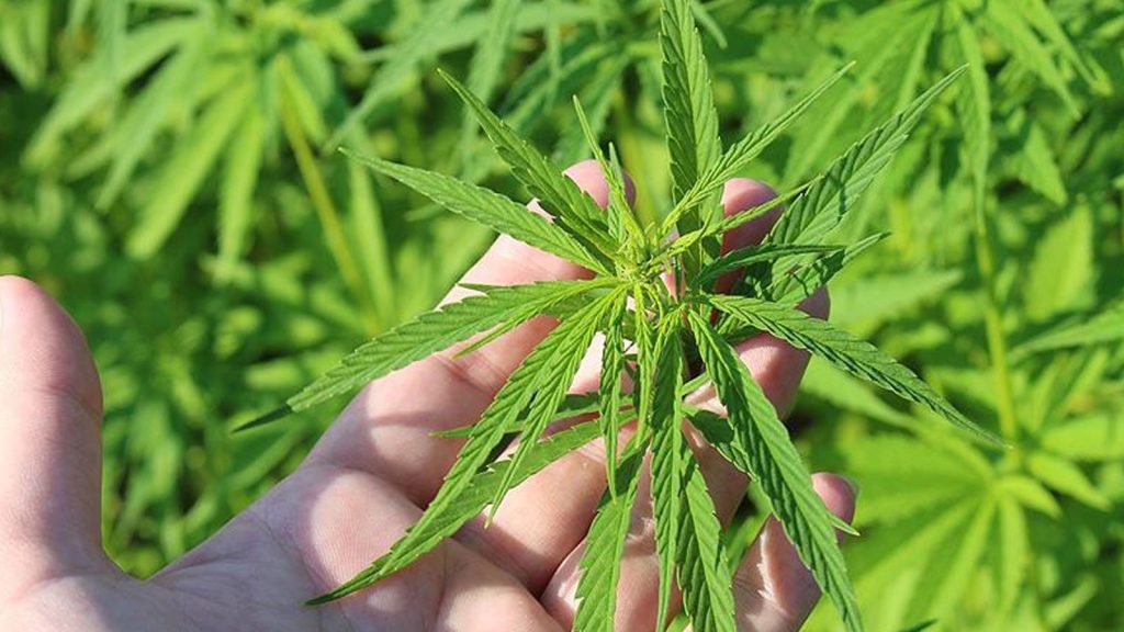 21 ilde kenevir üretimine izin: Yeni yönetmelik yürürlükte