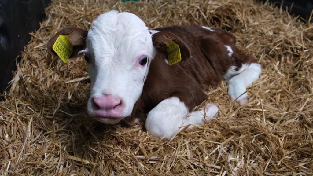Bakanlık Amasya’da başlattı; doğan her buzağı için destekleme verilecek