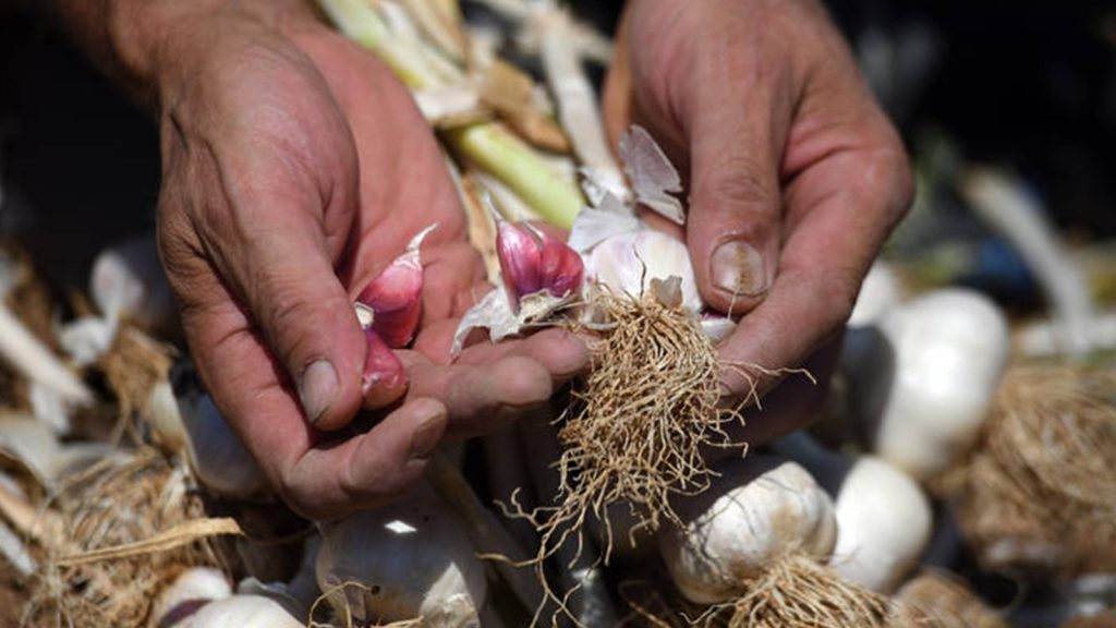 Sarımsak üretiminde çalışacak işçilerin günlük yevmileri belli oldu