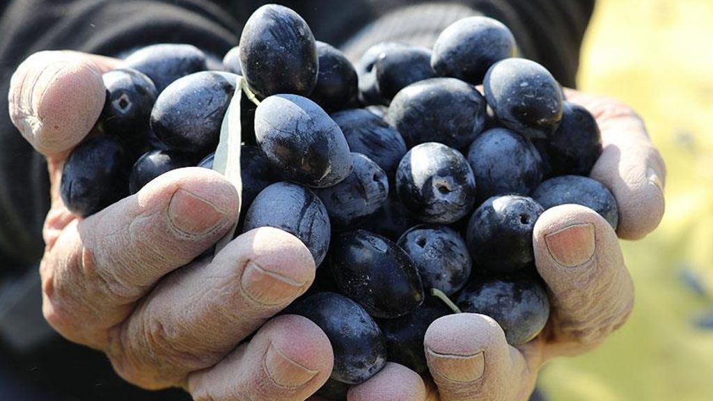 Zeytin piyasasında deprem! Türkiye’nin dev ismi havlu attı