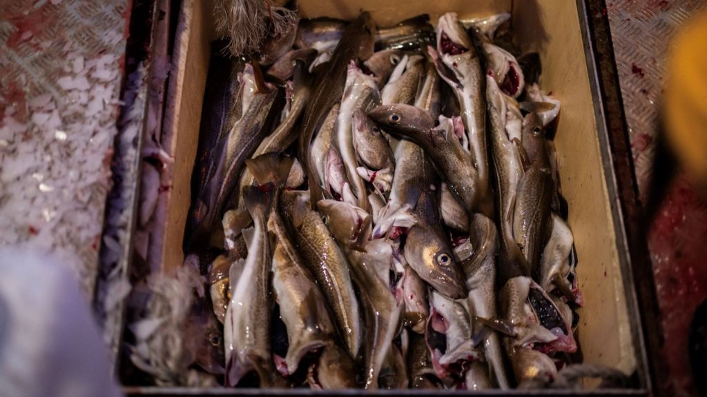 Dünya balıkçılık pazarının yaklaşık yüzde 20’sini etkileyen dolandırıcılık nasıl işliyor?