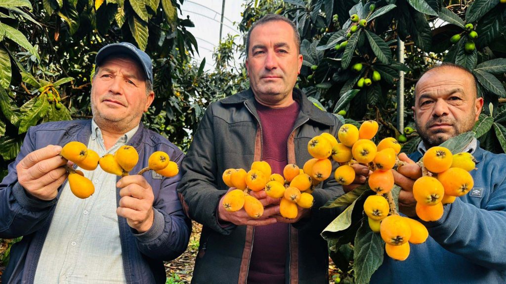 Hasat başladı: Kilosu  1500 TL!