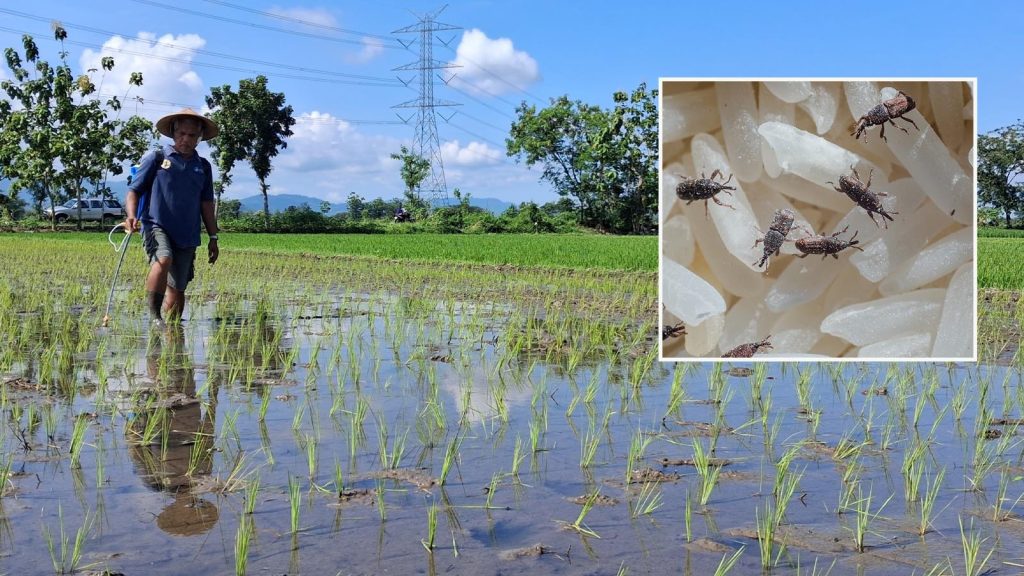 ‘Nature’ küresel alarm verdi! Böceklere kaptırıyoruz