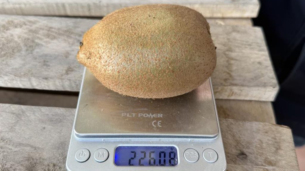 Tarım tarihinde böylesi ilk kez yaşanıyor; “meyve” değil rekor ürün