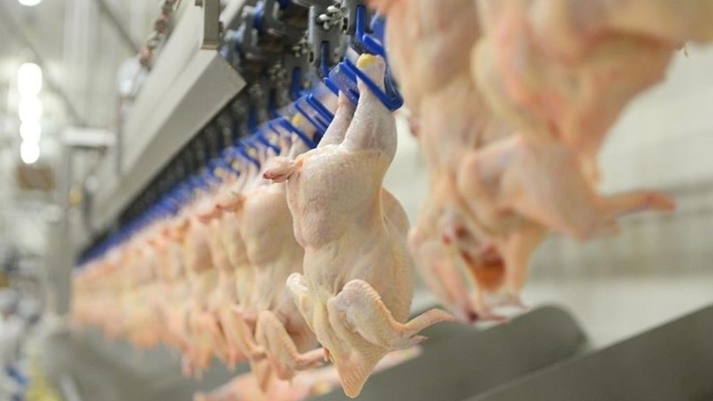 Tavuk fiyatlarına zam kararı! Bakanlık duyurdu: İhracat durduruldu