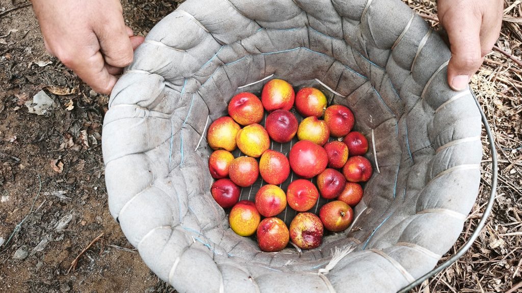 Alternatif ürün olarak üretildi; kilosu 500 TL’den satılıyor