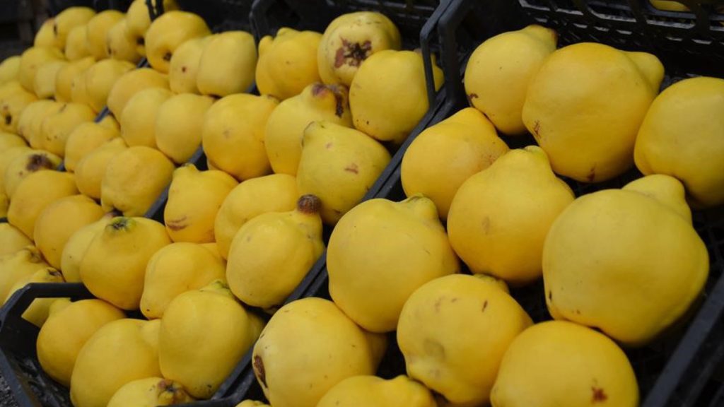 Ayvayı yiyemedik…Kilosu 300 liraya dayandı; lüks oldu