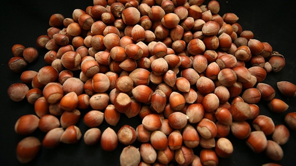 Fındık ihracatından iki ayda büyük gelir