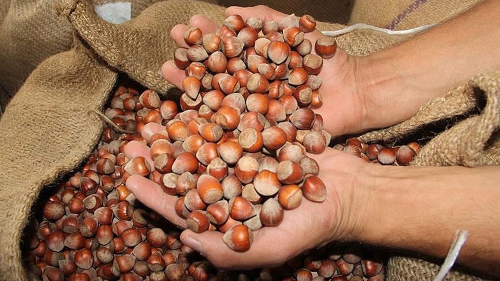 Fındık fiyatları dibi gördü: TMO’ya çağrı yapıldı