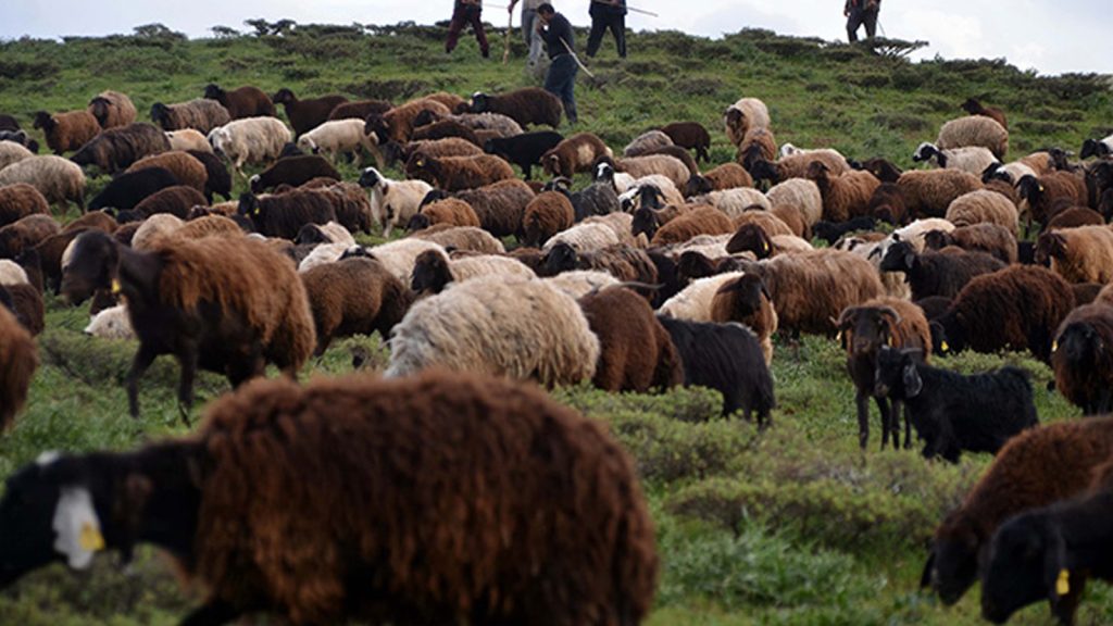 Genç besicilere 100 küçük baş hayvan desteği