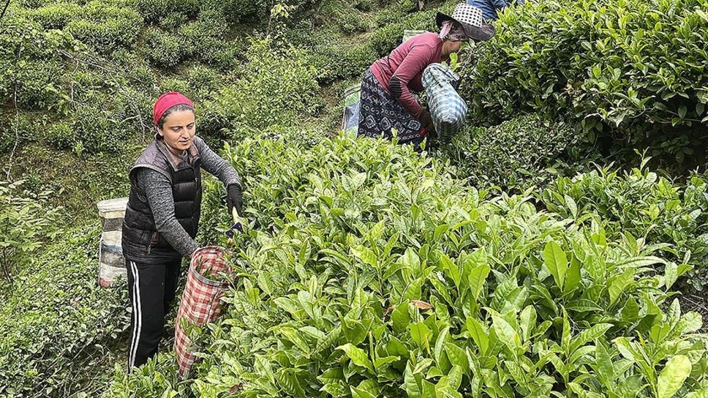 Yaş çay için dikkat çeken fiyat talebi