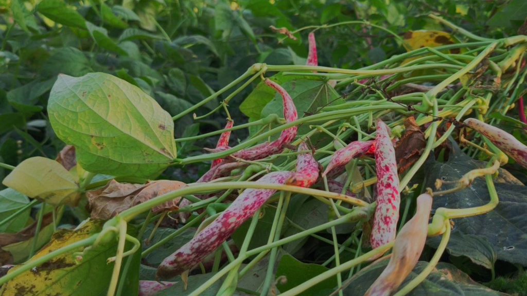 Erzurumlular ona ‘beyaz altın’ diyor: Kilosu 500 lira!